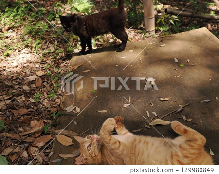 可愛的小貓玩玩具 129980849