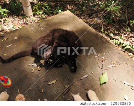 可愛的小貓玩玩具 129980850