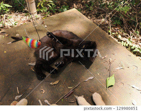 可愛的小貓玩玩具 129980851