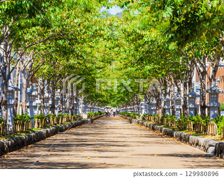 鎌倉:通往鶴岡八幡宮的段閣 鎌倉:通往鶴岡八幡宮的段閣 129980896