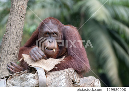 Close-up of a Bornean orangutan or Pongo pygmaeus resting on a tree trunk in a tropical forest. Close-up of a Bornean orangutan or Pongo pygmaeus resting on a tree trunk in a tropical forest. 129980908