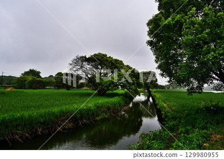 在下雨天綠色 129980955