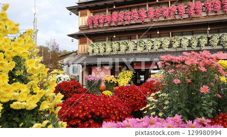 Kasama chrysanthemum festival 129980994