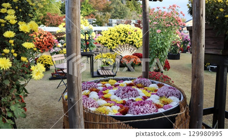 Kasama chrysanthemum festival Kasama chrysanthemum festival 129980995