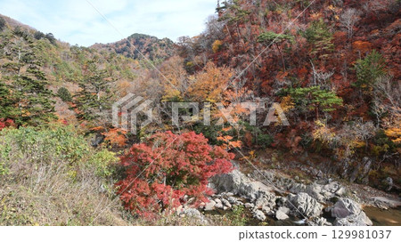夏井川溪谷的秋葉 夏井川溪谷的秋葉 129981037