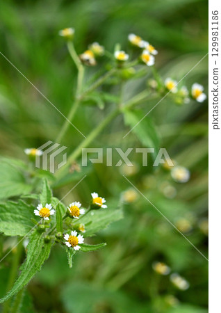 Hakodamegenki (swept chrysanthemum) 129981186