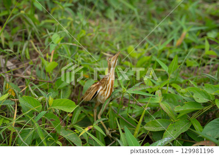 Exotic bird partially hidden among lush green foliage in natural habitat, showing unique colors and intricate patterns in warm early morning light, perfect for wildlife and conservation photography. Exotic bird partially hidden among lush green foliage in natural habitat, showing unique colors and intricate patterns in warm early morning light, perfect for wildlife and conservation photography. 129981196