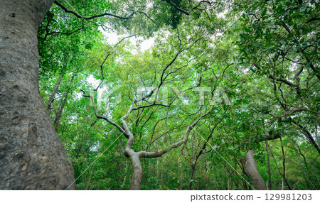 Green mangrove tree branches in mangrove forest. Natural carbon sink fight climate change. Sustainability in carbon-neutral ecosystems. Green and sustainable environment. Natural carbon capture. 129981203