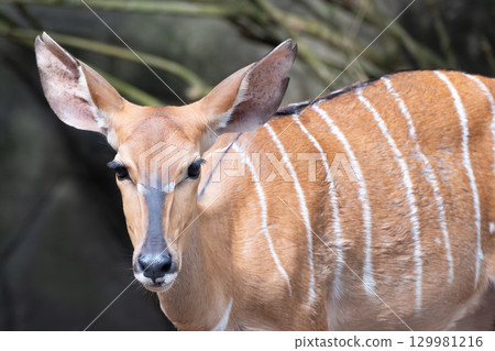 Nyala antelope, Tragelaphus angasii, standing in a woodland habitat. African antelope 129981216