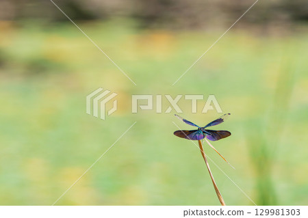 A dragonfly with rainbow-colored wings A dragonfly with rainbow-colored wings 129981303