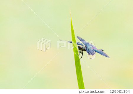 一隻有著彩虹色翅膀的蜻蜓 129981304
