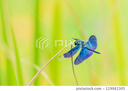 A dragonfly with rainbow-colored wings 129981305