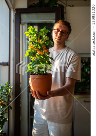 Man hold dwarf yellow cherry tomato plant in pot at home. Urban vegetable growing, indoor farming, Man hold dwarf yellow cherry tomato plant in pot at home. Urban vegetable growing, indoor farming, 129981320