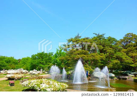 長井市松池公園白杜鵑花公園盛開的杜鵑花 129981415