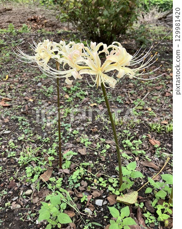 奶油色的群集孤挺花 129981420