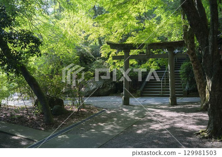 Pathway covered with greenery 129981503