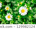 Spring Chrysanthemum (North Pole) 129982124