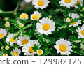 Chrysanthemum (North Pole) 129982125