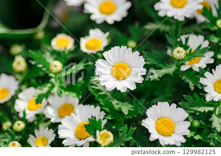 Chrysanthemum (North Pole) 129982125
