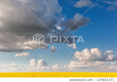 Yellow field 129982151