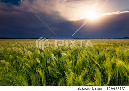 wheat 129982181