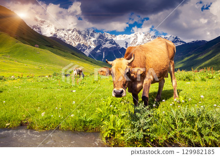Cows grazing 129982185