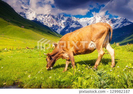 Cows grazing Cows grazing 129982187