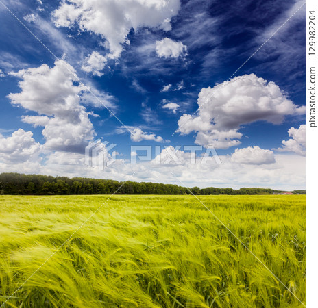 meadow meadow 129982204