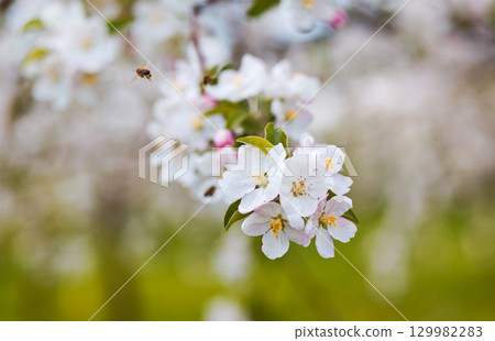 apple tree apple tree 129982283