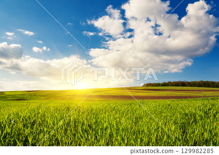 field 129982285