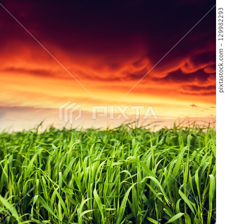 grass 129982293