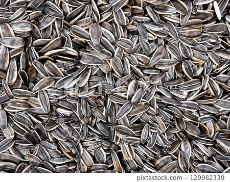 Abundance of sunflower seeds with striped shells packed in close formation Abundance of sunflower seeds with striped shells packed in close formation 129982339