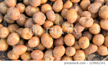Freshly harvested organic potatoes on soil Freshly harvested organic potatoes on soil 129982341