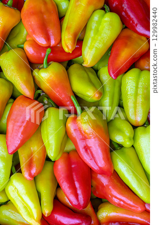 Harvesting vibrant Bulgarian peppers showcases the bountiful colors of fresh produce in a rural setting 129982440