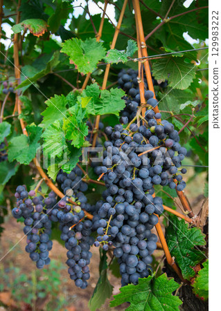 Vineyards in autumn harvest. A lot of large bunches of red wine grapes. 129983222