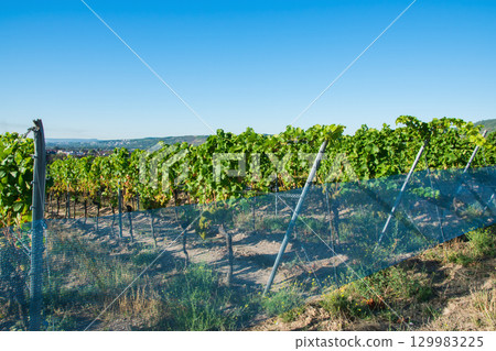 Landscape of vineyard with much empty grapes trees and green gras with flowers in the sun day. Spring nature background. 129983225