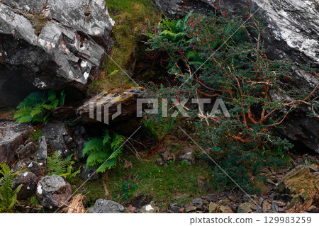 Ferns grow among the rocks in the Gap of Dunloe, County Kerry, Ireland. A tree with red berries grows out from the side of the rocks and small green plants are thriving here. 129983259