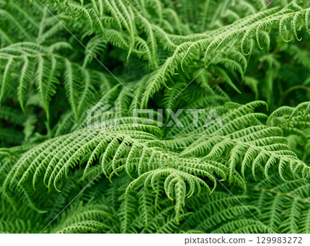 A bunch of layers of bright green fern fronds are all mixed up together, making a really lush natural look. The light shines on the leaves, showing the delicate veins and small details. 129983272