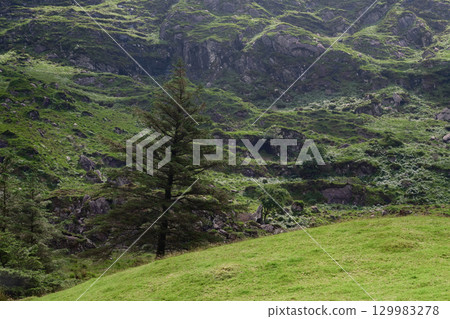 A sloping green field with a lone pine tree stands before a rocky, green hillside. The rugged terrain of Gap of Dunloe in Ireland is covered with vegetation and moss. A sloping green field with a lone pine tree stands before a rocky, green hillside. The rugged terrain of Gap of Dunloe in Ireland is covered with vegetation and moss. 129983278