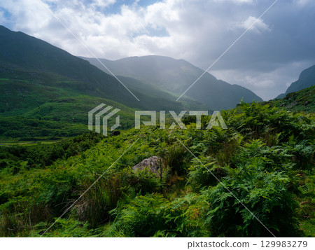 A vast green, fern-covered landscape stretches into the distance, framed by misty mountains under a cloudy sky in the Gap of Dunloe in County Kerry, Ireland. A vast green, fern-covered landscape stretches into the distance, framed by misty mountains under a cloudy sky in the Gap of Dunloe in County Kerry, Ireland. 129983279