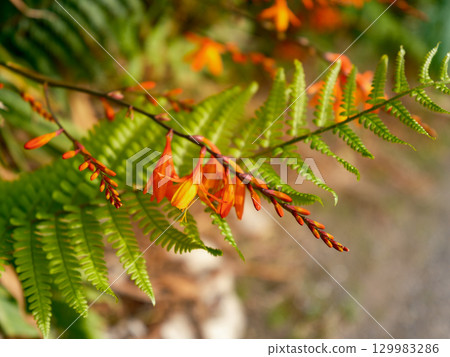 Bright orange crocosmia flowers and vivid green ferns make a natural display in the garden. 129983286
