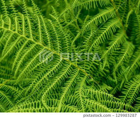 A captivating image of a fern's intricate leaf pattern. Lush, green, and perfect for spring or summer projects. A captivating image of a fern's intricate leaf pattern. Lush, green, and perfect for spring or summer projects. 129983287
