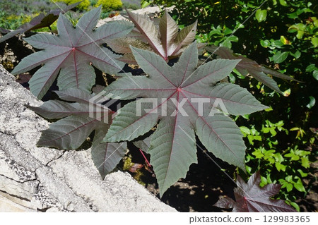 夏天蓖麻子的葉子會變色 129983365