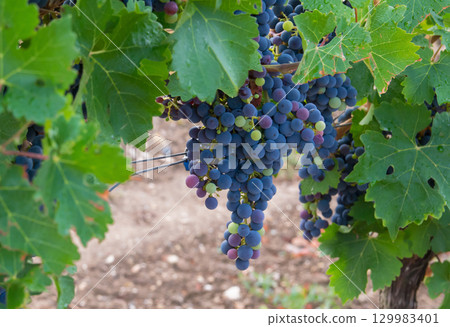 Vineyards in autumn harvest. Large bunches of red wine grapes. Nature background. 129983401