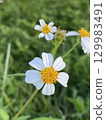 夏日田野中盛開的白色鬼針草花 129983491