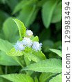 田野裡發現的蓬鬆的白色花朵 129983494