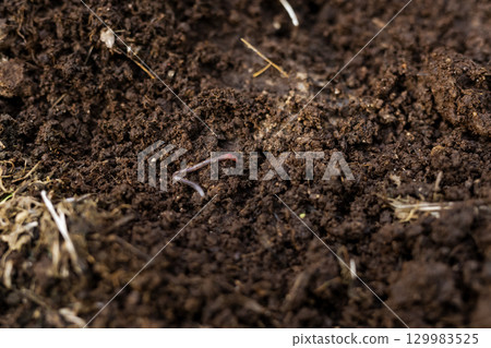 蚯蚓對於堆肥、改善土壤和作為魚餌都具有重要作用。 129983525