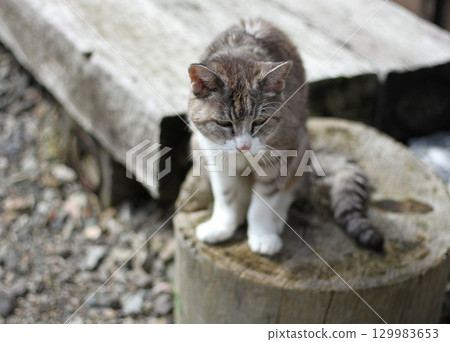 Momo-chan, a 21-year-old grandmother cat, sits on a stump in the garden. 129983653