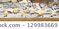 Many swans run out of houses onto the lake after being fed. 129983669