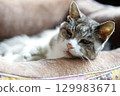 Momo-chan, a 22-year-old grandmother cat, resting in her cat bed, three days before her death 129983671